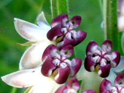 Asclepias crassinervis purple coronas