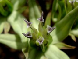 Asclepias eminens erect corona