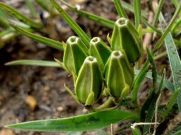 Asclepias eminens buds