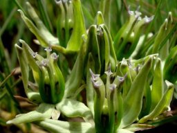 Asclepias