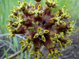 Asclepias macropus inflorescence