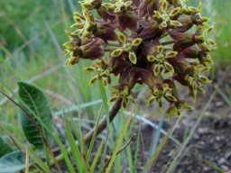 Asclepias macropus