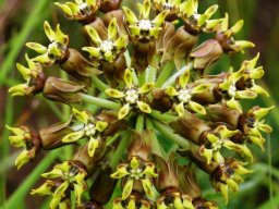 Asclepias macropus umbel