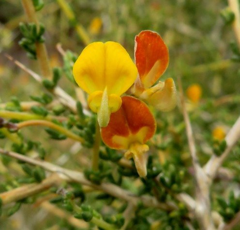 Aspalathus acuminata subsp. acuminata flowers