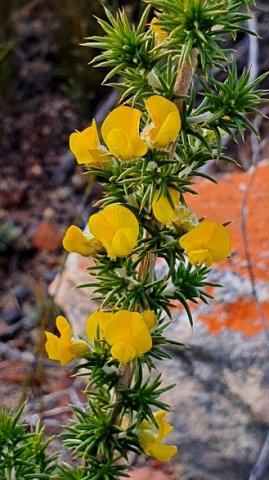 Aspalathus aciphylla