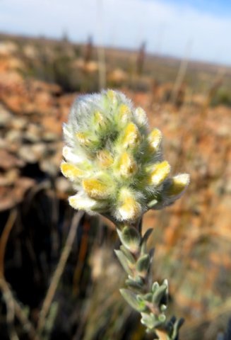 Aspalathus acocksii young inflorescence