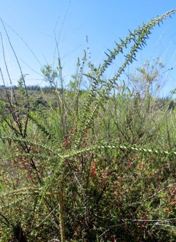 Aspalathus acuminata subsp. acuminata long limb competition