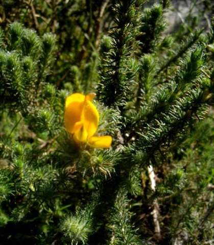 Aspalathus araneosa
