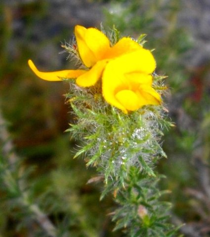Aspalathus araneosa leaves and flowers
