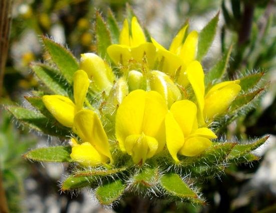 Aspalathus aspalathoides flowerhead from the side