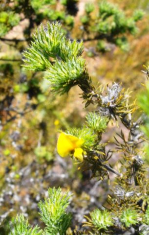 Aspalathus asparagoides subsp. asparagoides old stems
