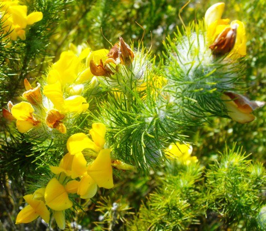 Aspalathus asparagoides subsp. asparagoides new and old flowers