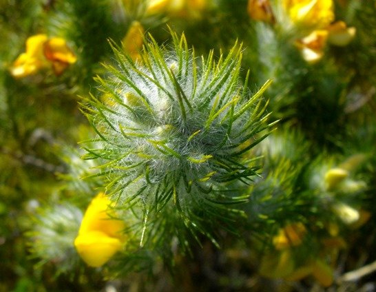 Aspalathus asparagoides subsp. asparagoides leaves
