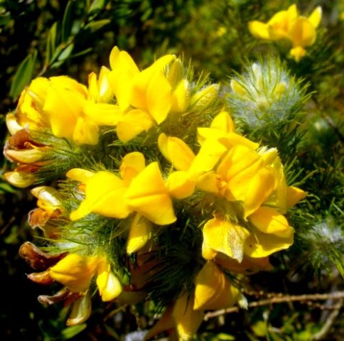 Aspalathus asparagoides subsp. asparagoides flowers