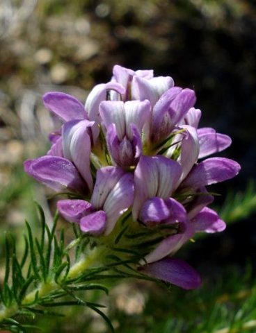 Aspalathus cephalotes subsp. violacea flowers