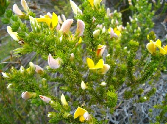 Aspalathus ciliaris, some flowers yet to open 