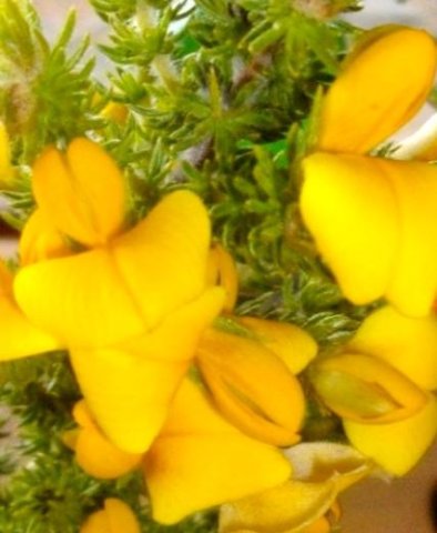 Aspalathus ciliaris flowers