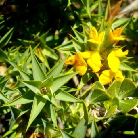 Aspalathus cordata flowering in the Kogelberg