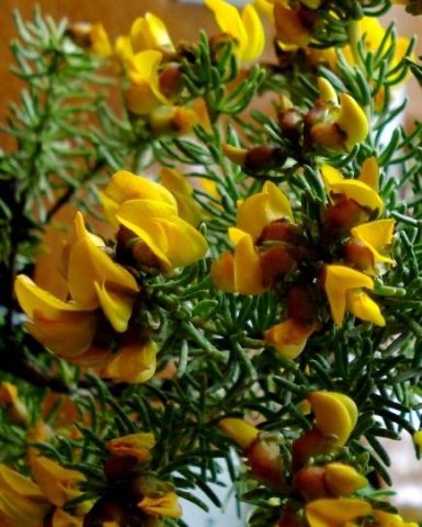Aspalathus excelsa