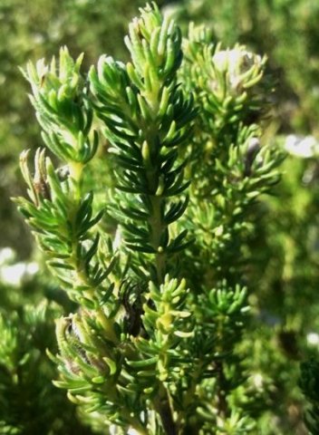 Aspalathus forbesii leaves