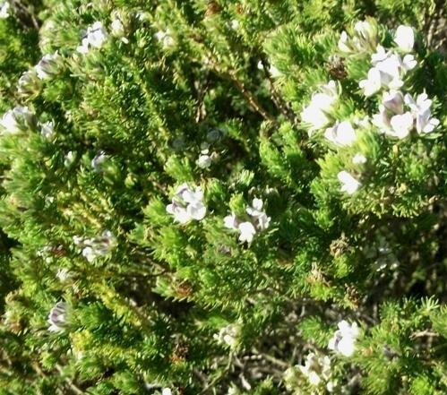 Aspalathus forbesii