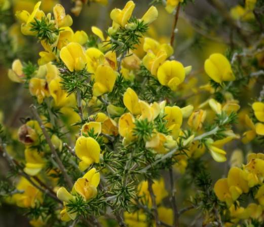 Aspalathus hirta leaves and flowers