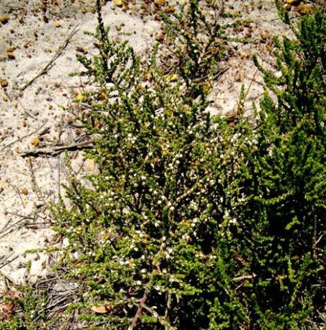 Aspalathus hispida