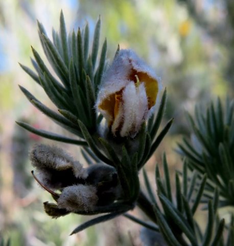 Aspalathus kougaensis old flower, young fruit