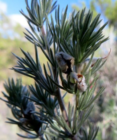 Aspalathus kougaensis leaves