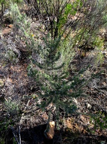 Aspalathus kougaensis sapling