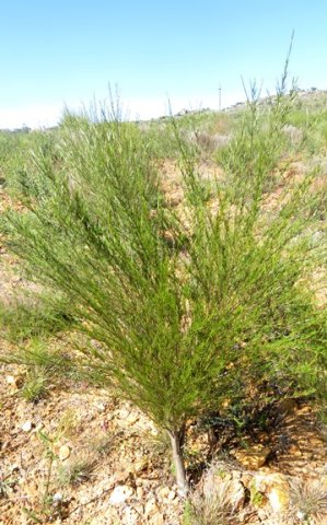Aspalathus linearis in cultivation