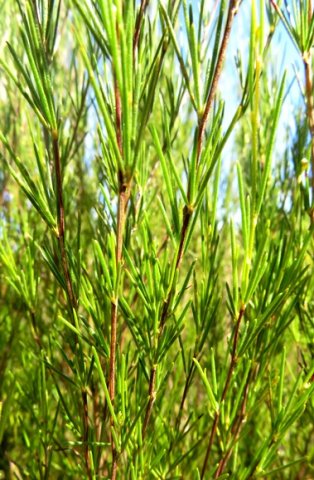 Aspalathus linearis leaves