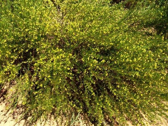 Aspalathus linearis