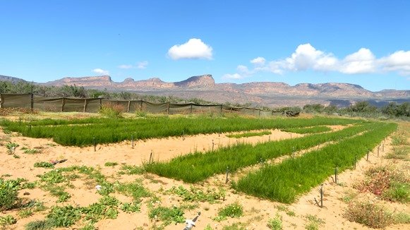 Aspalathus linearis seedling production