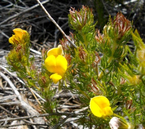 Aspalathus ciliaris unsure-looking leaflets