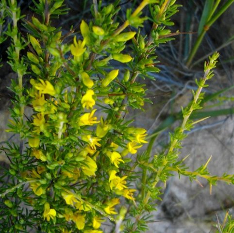 Aspalathus spinosa subsp. flavispina leaves and spines