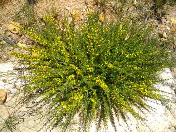 Aspalathus spinosa subsp. flavispina