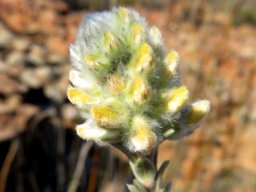Aspalathus acocksii young inflorescence