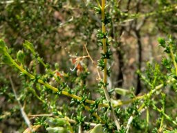 Aspalathus acuminata subsp. acuminata leaves