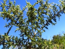 Aspalathus acuminata subsp. acuminata