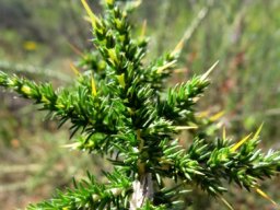 Aspalathus acuminata subsp. acuminata leaves