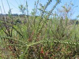 Aspalathus acuminata subsp. acuminata long limb competition