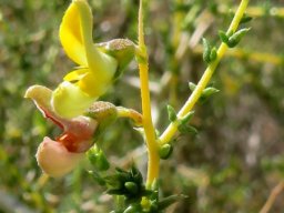 Aspalathus acuminata subsp. acuminata flowers