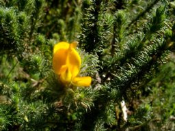 Aspalathus araneosa