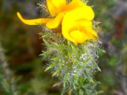 Aspalathus araneosa leaves and flowers