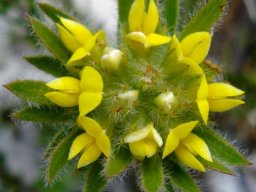 Aspalathus aspalathoides flowerhead from above
