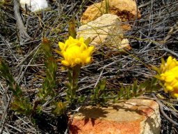 Aspalathus aspalathoides flowers
