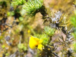 Aspalathus asparagoides subsp. asparagoides old stems
