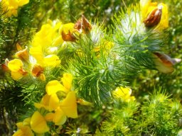 Aspalathus asparagoides subsp. asparagoides new and old flowers