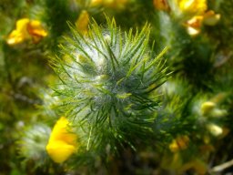 Aspalathus asparagoides subsp. asparagoides leaves